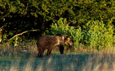 L’orso marsicano tra Umbria e Marche: una storia di ritorni, tracce e avvistamenti