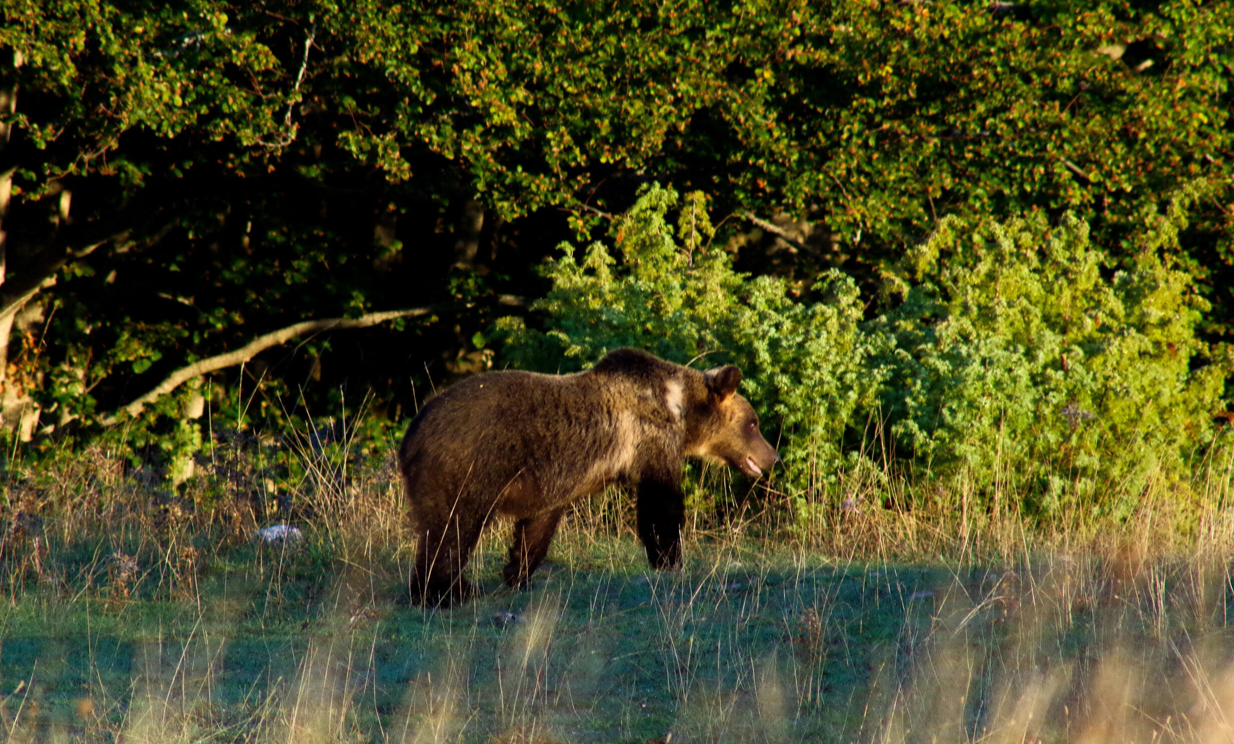 Esemplare di orso bruno marsicano – Foto di Conor Rowlands